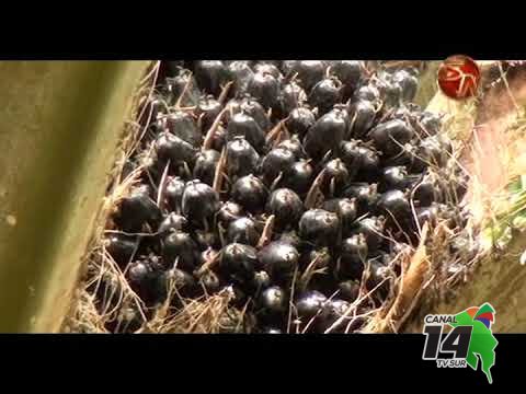 Productores reciben capacitación en manejo agronómico del cultivo de palma aceitera