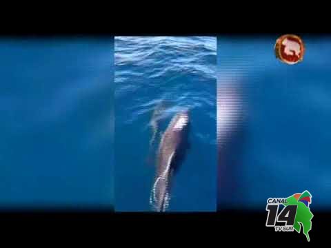 Delfines llegan al mar en Golfito