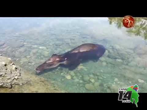 Hermosa danta se muestra quieta en la Estación Sirena