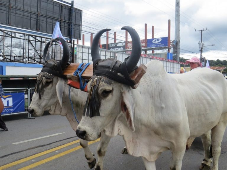 Desfile de Boyeros 2018