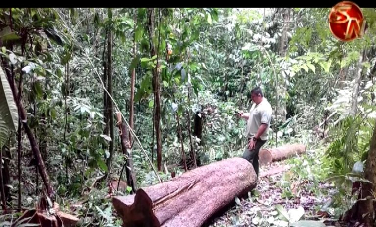 Detienen a cuatro hombres por  extracción ilegal de madera en la Reserva Forestal Golfo Dulce