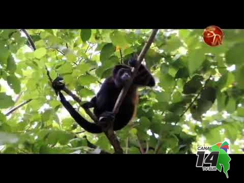 Monos Congos se roban la atención en Osa