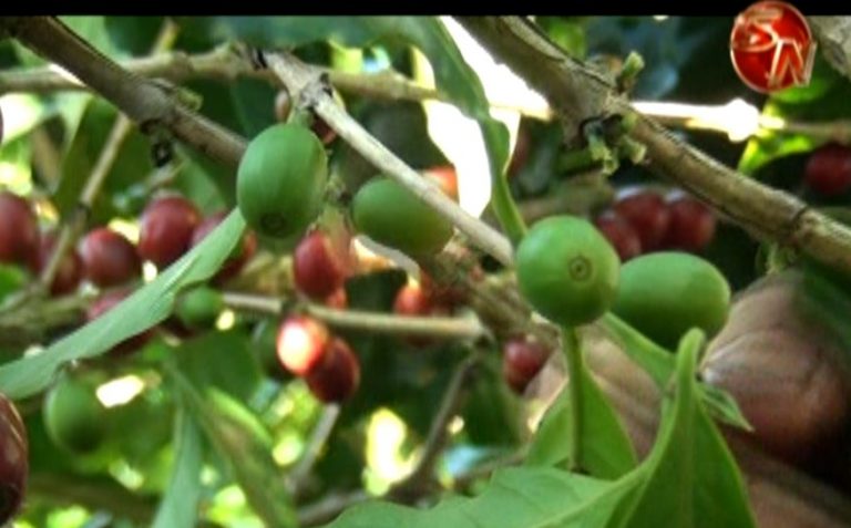 Productores en Pérez Zeledón y Coto Brus deben mantener control químico de la roya