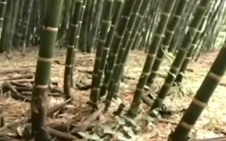 Siembra de bambú no avanza como se esperaba en la Zona Sur