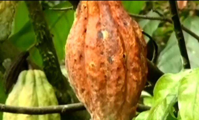Productores de cacao de Osa enviaron muestras al Certamen Mesoamericano