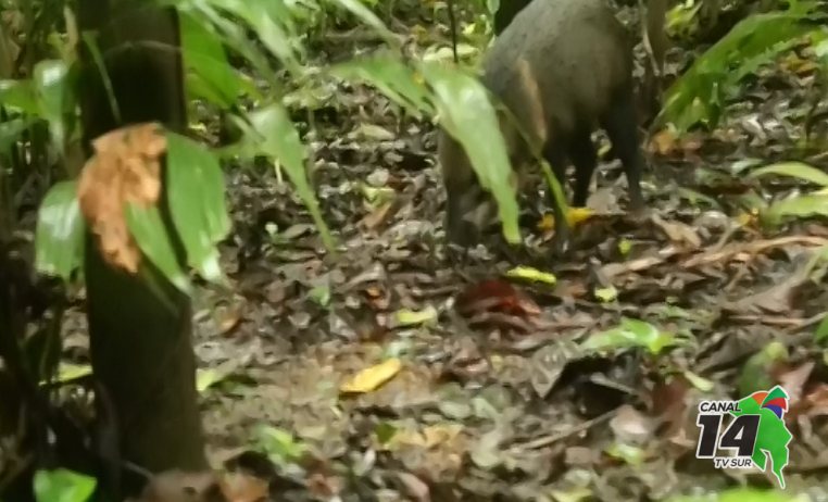 Aproveche esta temporada baja y visite el Parque Nacional Corcovado