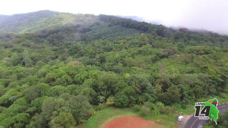 Osa cuenta con un museo de árboles vivos