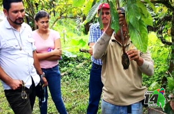 Inder apoya proceso para darle valor agregado al cacao en Coto Brus
