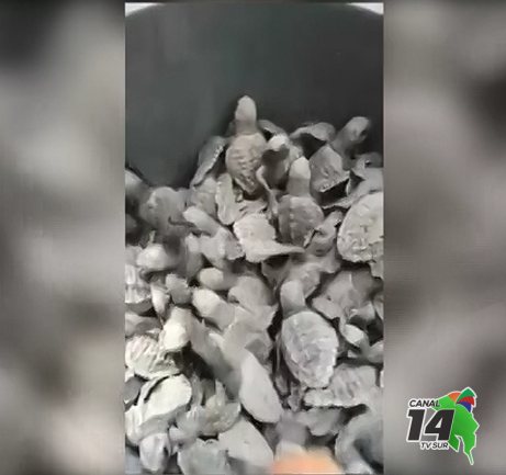 Rescatan nido de tortugas