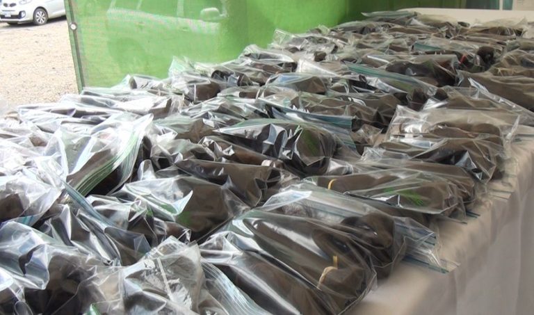 201 colas fueron recolectadas en la campaña de donación de cabello en Pérez Zeledón
