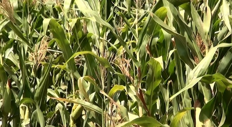 UPIAV y organizaciones definirán figura para industrializar el maíz