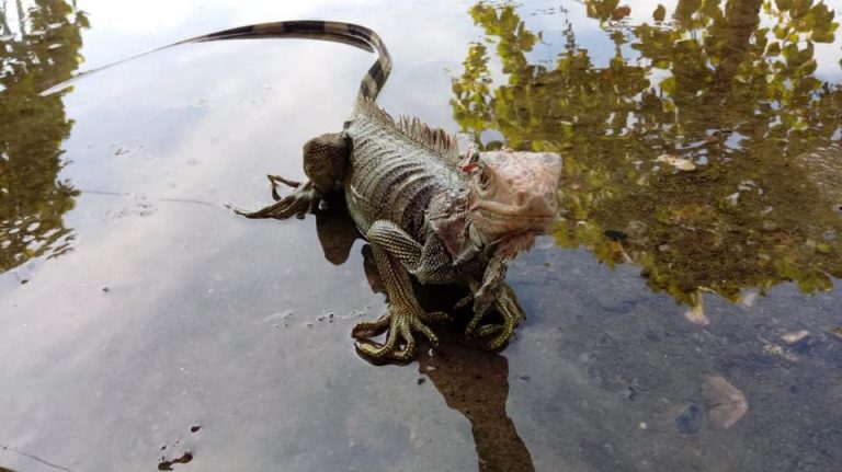 Una iguana a punto de morir fue rescatada por Guardacostas de Golfito