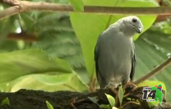 Este fin de semana será el sexto Festival de Aves Migratorias