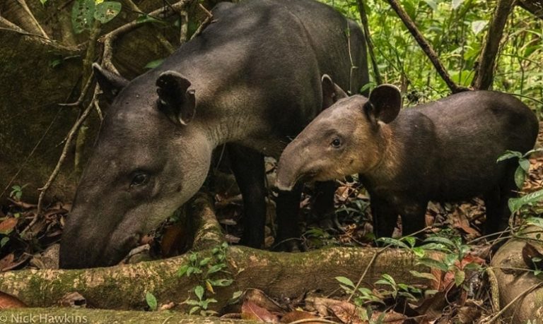 Fotógrafo destaca imagen de danta con su cría en Corcovado