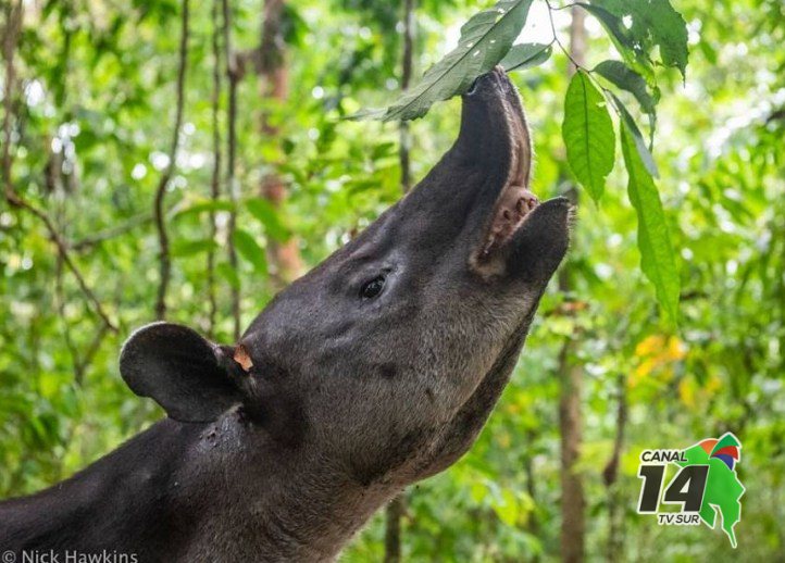 MINAE destaca investigación científica para proteger las dantas en la Zona Sur