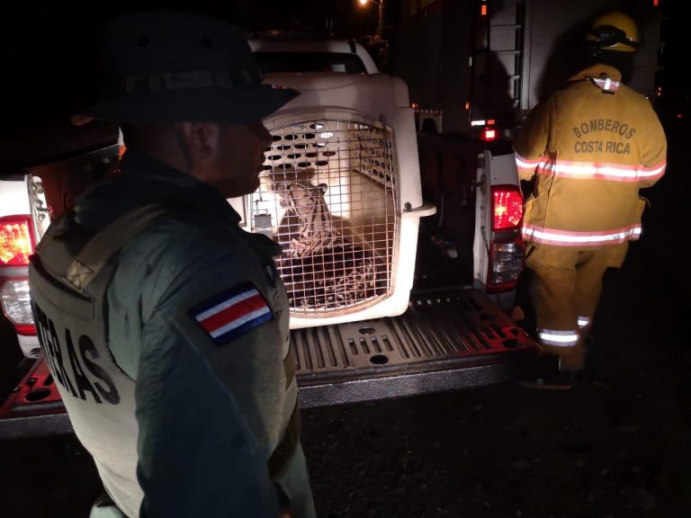 Policías fronterizos y bomberos rescatan manigordo atropellado por un vehículo en Golfito