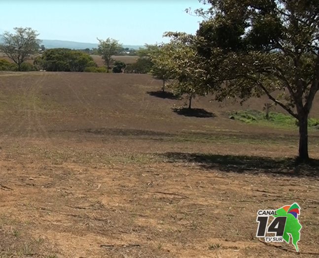 Agricultores y ganaderos están preocupados por falta de lluvias en Pérez Zeledón