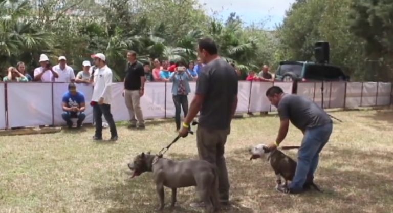 Aprovida se suma al Festival de Papalotes con actividades caninas