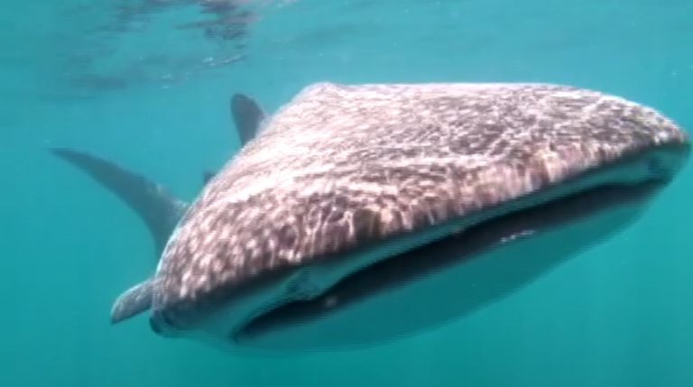 Tiburón Ballena se robó las miradas en las aguas del Parque Nacional Marino Ballena