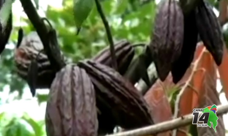 La Región Brunca está incluida dentro del Plan Nacional de Cacao