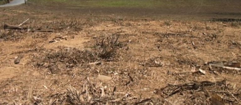 Sequía está afectando a los ganaderos en la Zona Sur