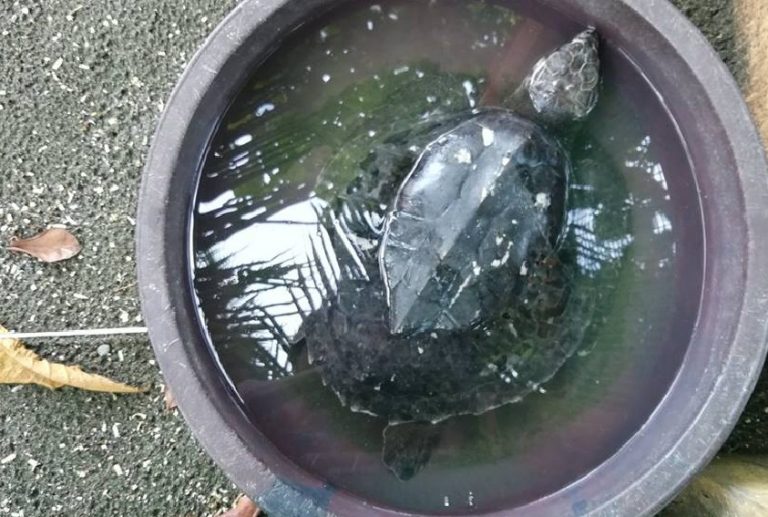 Liberan tortugas que fueron encontradas maltratadas en la Zona Sur