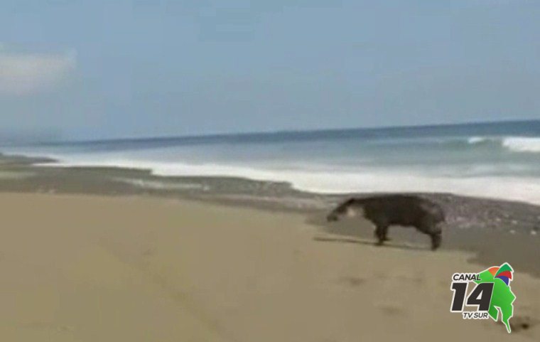 En el Parque Nacional Corcovado harán mega limpieza de playas