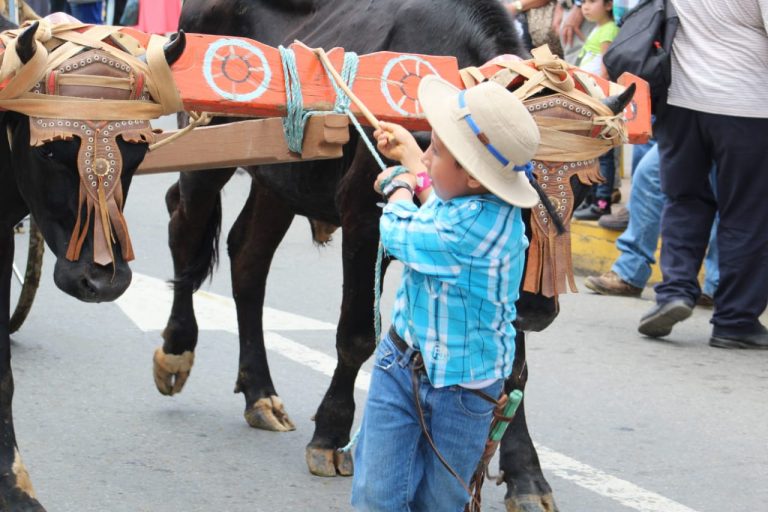Se realizó el tradicional desfile del 15 de mayo en San Isidro de El General, participaron más de 100 yuntas de bueyes