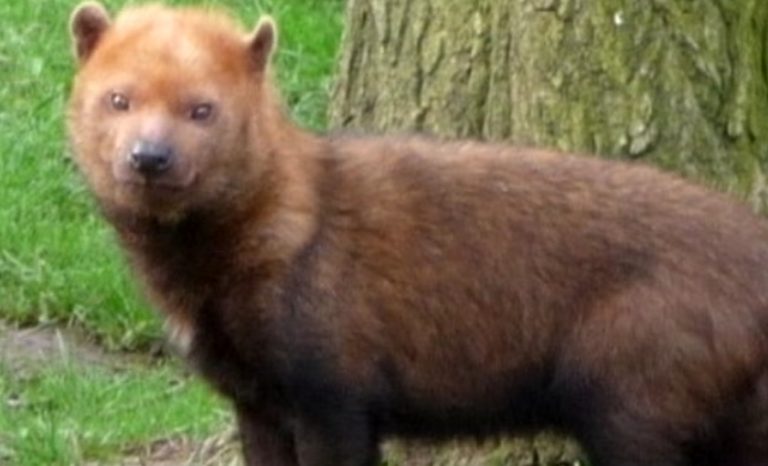 ACLAP confirma que el hallazgo del  Perro Vinagre en el PILA se da tras investigación