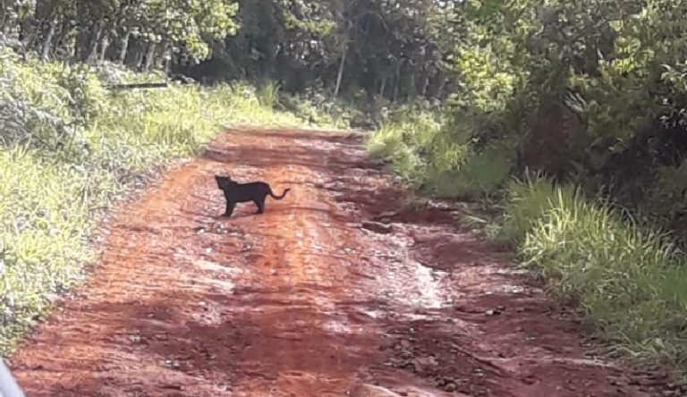 Guardaparques del PILA lograron observar pantera negra