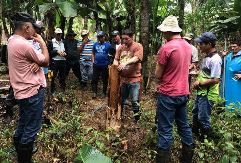 Productores se capacitan en el cultivo de banano
