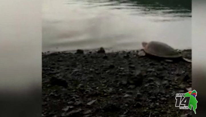 En Punta Banco luchan por proteger las tortugas