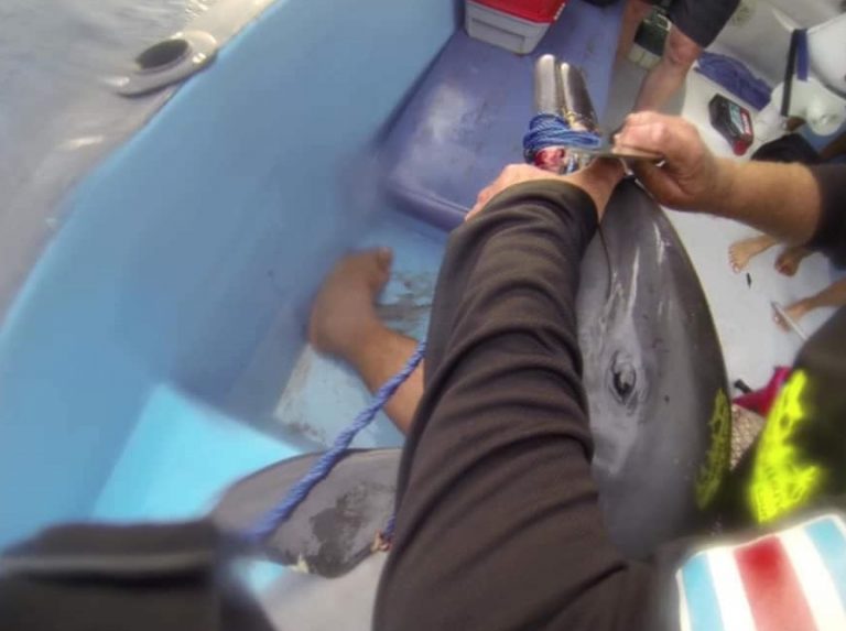 Rescatan delfín que tenía una línea de pesca en su hocico