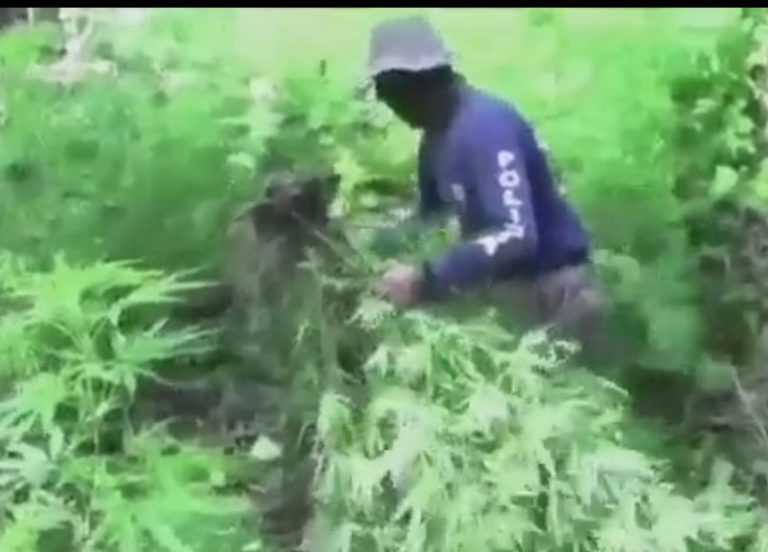 PCD incursionó en montañas costarricenses para eliminar plantíos de marihuana