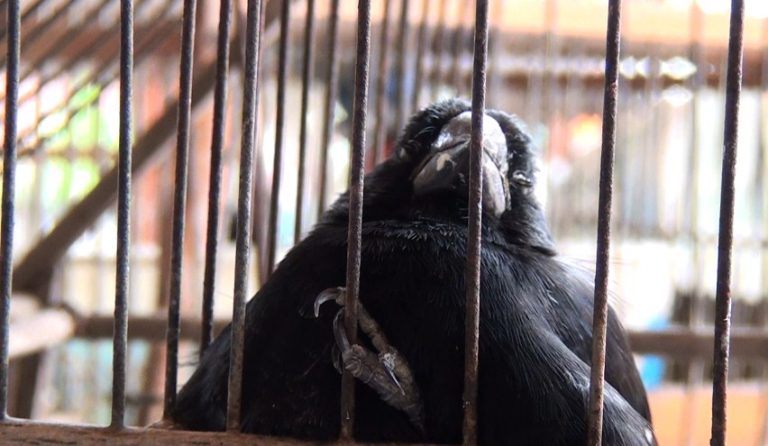 97 aves fueron decomisadas en operativo del ACLAP en Pérez Zeledón