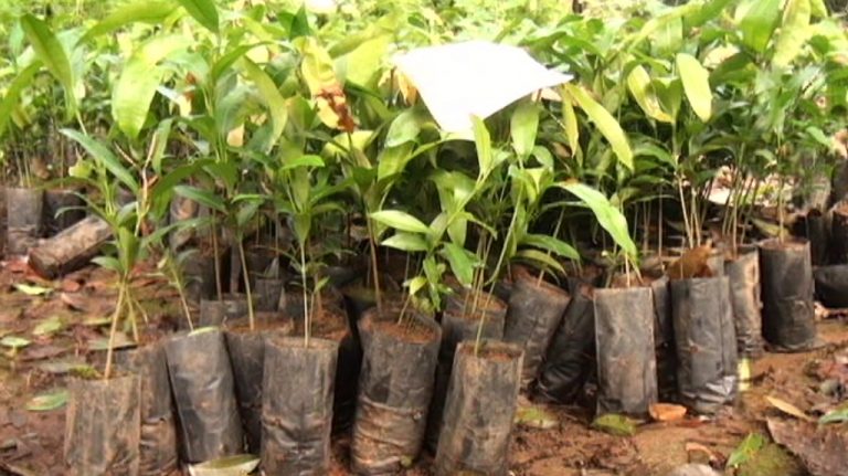 Fundación Sembrando Agua entregará árboles