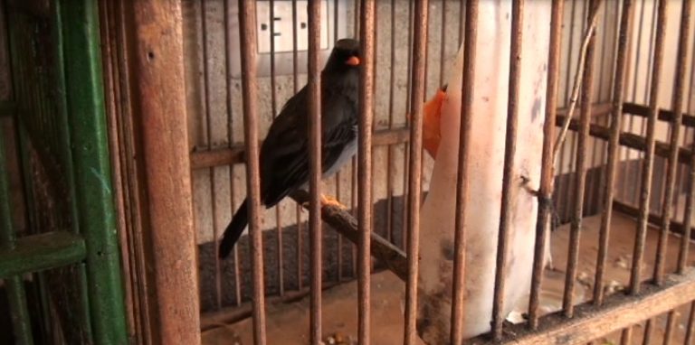 Incremento de denuncias por tenencia de aves generó operativo en Pérez Zeledón