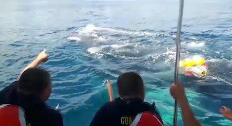 Guardacostas salvan tres cetáceos y logran liberarlos de largos trasmallos