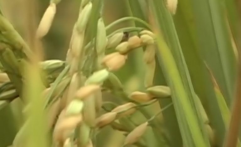 Cooperativa de Productores de Arroz de la Zona Sur formará parte del PAI