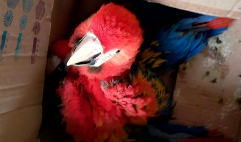Detienen a vecino de Pérez Zeledón por transportar aves ilegalmente