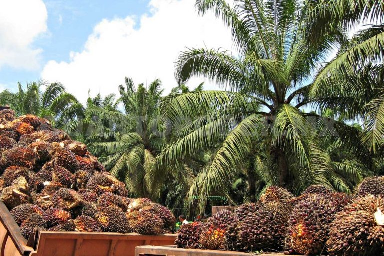 La Municipalidad de Corredores busca más apoyo para el sector palmero