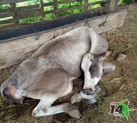 En Pejibaye de Pérez Zeledón se registra el tercer brote de rabia paralítica bovina en este año