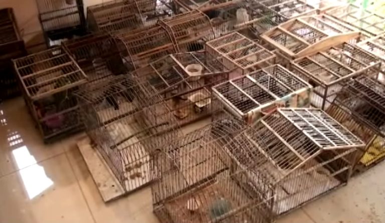 ACLAP rescata 176 aves silvestres tras realizar varios operativos en Pérez Zeledón