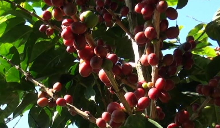 CoopeAgri R.L. proyecta una leve baja en la cosecha de café 2019-2020