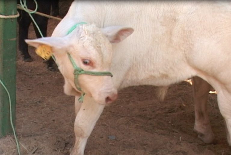 Se registra un caso de rabia paralítica bovina en Coto Brus
