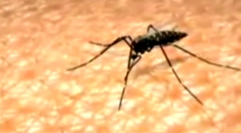Región Brunca registra 47 casos de Dengue en una semana