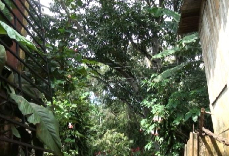 Familia teme que árbol caiga sobre su casa en Baidambú