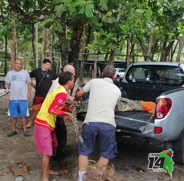 Capturan a cocodrilo en Playa Dominical y fue traslado a un lugar seguro