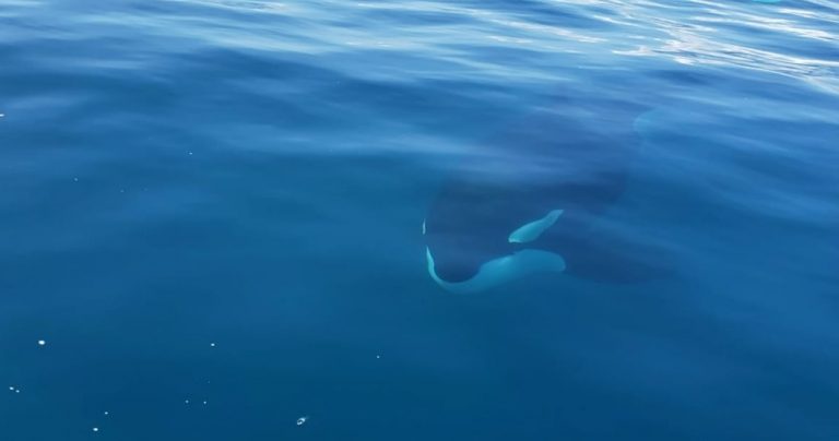 Orcas emocionaron a un grupo de personas en el Golfo Dulce