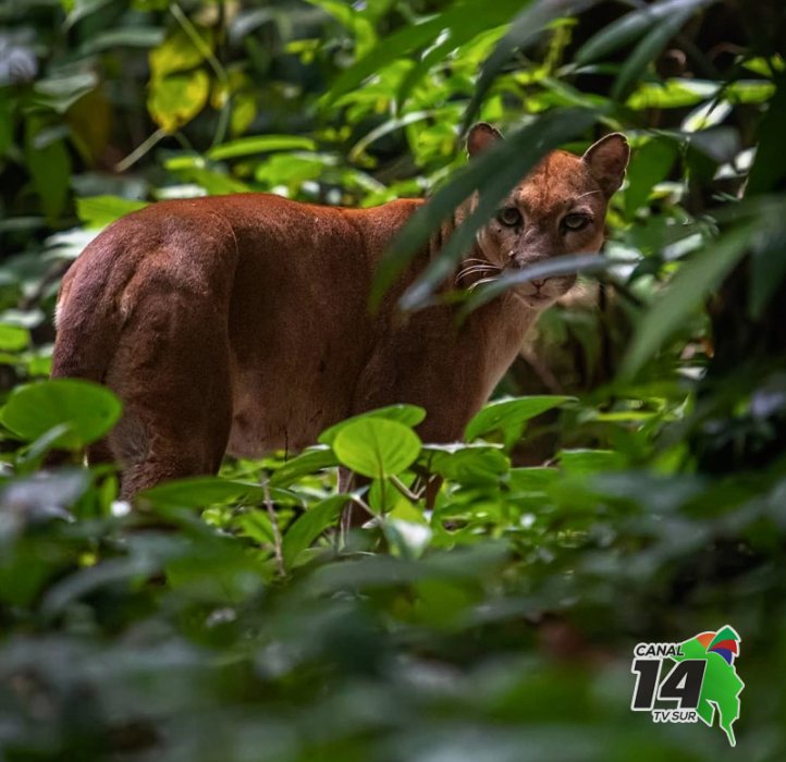 Captan espectacular Puma en el Parque Nacional Corcovado